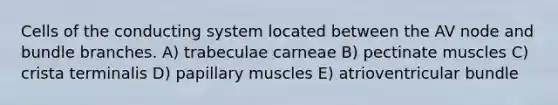 Cells of the conducting system located between the AV node and bundle branches. A) trabeculae carneae B) pectinate muscles C) crista terminalis D) papillary muscles E) atrioventricular bundle