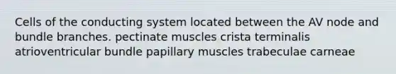 Cells of the conducting system located between the AV node and bundle branches. pectinate muscles crista terminalis atrioventricular bundle papillary muscles trabeculae carneae