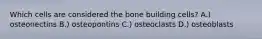 Which cells are considered the bone building cells? A.) osteonectins B.) osteopontins C.) osteoclasts D.) osteoblasts