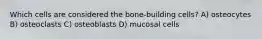 Which cells are considered the bone-building cells? A) osteocytes B) osteoclasts C) osteoblasts D) mucosal cells