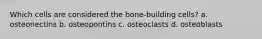 Which cells are considered the bone-building cells? a. osteonectins b. osteopontins c. osteoclasts d. osteoblasts