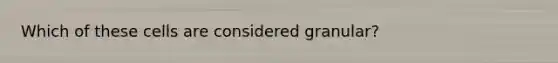 Which of these cells are considered granular?