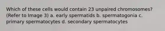 Which of these cells would contain 23 unpaired chromosomes? (Refer to Image 3) a. early spermatids b. spermatogonia c. primary spermatocytes d. secondary spermatocytes