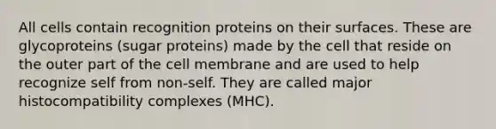 All cells contain recognition proteins on their surfaces. These are glycoproteins (sugar proteins) made by the cell that reside on the outer part of the cell membrane and are used to help recognize self from non-self. They are called major histocompatibility complexes (MHC).