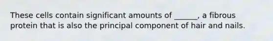 These cells contain significant amounts of ______, a fibrous protein that is also the principal component of hair and nails.
