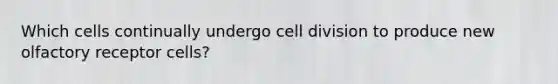 Which cells continually undergo cell division to produce new olfactory receptor cells?