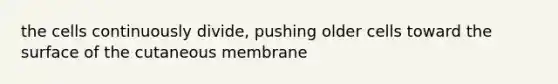 the cells continuously divide, pushing older cells toward the surface of the cutaneous membrane