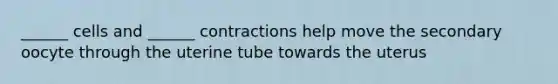 ______ cells and ______ contractions help move the secondary oocyte through the uterine tube towards the uterus