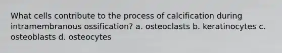 What cells contribute to the process of calcification during intramembranous ossification? a. osteoclasts b. keratinocytes c. osteoblasts d. osteocytes