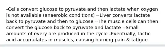 -Cells convert glucose to pyruvate and then lactate when oxygen is not available (anaerobic conditions) --Liver converts lactate back to pyruvate and then to glucose --The muscle cells can then convert the glucose back to pyruvate and lactate --Small amounts of every are produced in the cycle -Eventually, lactic acid accumulates in muscles, causing burning pain & fatigue