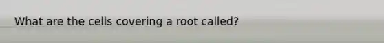 What are the cells covering a root called?