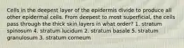 Cells in the deepest layer of the epidermis divide to produce all other epidermal cells. From deepest to most superficial, the cells pass through the thick skin layers in what order? 1. stratum spinosum 4. stratum lucidum 2. stratum basale 5. stratum granulosum 3. stratum corneum