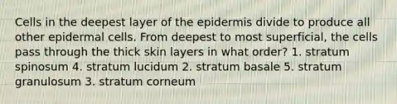 Cells in the deepest layer of <a href='https://www.questionai.com/knowledge/kBFgQMpq6s-the-epidermis' class='anchor-knowledge'>the epidermis</a> divide to produce all other epidermal cells. From deepest to most superficial, the cells pass through the thick skin layers in what order? 1. stratum spinosum 4. stratum lucidum 2. stratum basale 5. stratum granulosum 3. stratum corneum