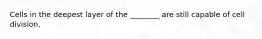 Cells in the deepest layer of the ________ are still capable of cell division.