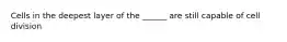 Cells in the deepest layer of the ______ are still capable of cell division