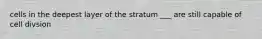 cells in the deepest layer of the stratum ___ are still capable of cell divsion