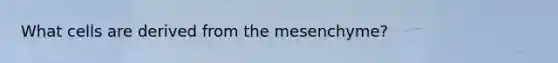 What cells are derived from the mesenchyme?