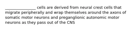 ________________ cells are derived from neural crest cells that migrate peripherally and wrap themselves around the axons of somatic motor neurons and preganglionic autonomic motor neurons as they pass out of the CNS