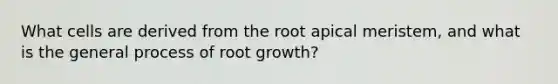 What cells are derived from the root apical meristem, and what is the general process of root growth?