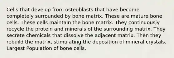 Cells that develop from osteoblasts that have become completely surrounded by bone matrix. These are mature bone cells. These cells maintain the bone matrix. They continuously recycle the protein and minerals of the surrounding matrix. They secrete chemicals that dissolve the adjacent matrix. Then they rebuild the matrix, stimulating the deposition of mineral crystals. Largest Population of bone cells.