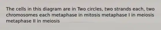 The cells in this diagram are in Two circles, two strands each, two chromosomes each metaphase in mitosis metaphase I in meiosis metaphase II in meiosis