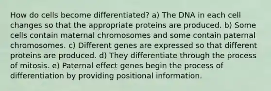 How do cells become differentiated? a) The DNA in each cell changes so that the appropriate proteins are produced. b) Some cells contain maternal chromosomes and some contain paternal chromosomes. c) Different genes are expressed so that different proteins are produced. d) They differentiate through the process of mitosis. e) Paternal effect genes begin the process of differentiation by providing positional information.