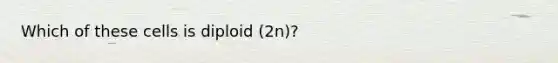 Which of these cells is diploid (2n)?