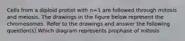 Cells from a diploid protist with n=1 are followed through mitosis and meiosis. The drawings in the figure below represent the chromosomes. Refer to the drawings and answer the following question(s).Which diagram represents prophase of mitosis