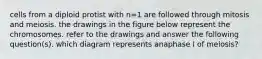 cells from a diploid protist with n=1 are followed through mitosis and meiosis. the drawings in the figure below represent the chromosomes. refer to the drawings and answer the following question(s). which diagram represents anaphase I of meiosis?