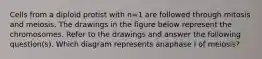 Cells from a diploid protist with n=1 are followed through mitosis and meiosis. The drawings in the figure below represent the chromosomes. Refer to the drawings and answer the following question(s). Which diagram represents anaphase I of meiosis?