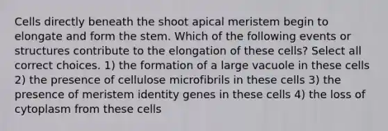 Cells directly beneath the shoot apical meristem begin to elongate and form the stem. Which of the following events or structures contribute to the elongation of these cells? Select all correct choices. 1) the formation of a large vacuole in these cells 2) the presence of cellulose microfibrils in these cells 3) the presence of meristem identity genes in these cells 4) the loss of cytoplasm from these cells