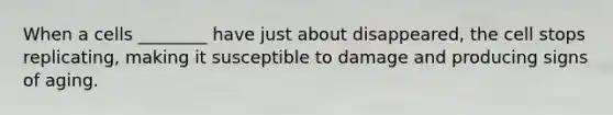 When a cells ________ have just about disappeared, the cell stops replicating, making it susceptible to damage and producing signs of aging.