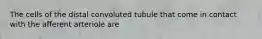 The cells of the distal convoluted tubule that come in contact with the afferent arteriole are