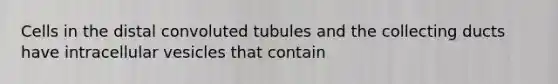 Cells in the distal convoluted tubules and the collecting ducts have intracellular vesicles that contain