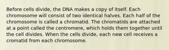 Before cells divide, the DNA makes a copy of itself. Each chromosome will consist of two identical halves. Each half of the chromosome is called a chromatid. The chromatids are attached at a point called the centromere, which holds them together until the cell divides. When the cells divide, each new cell receives a cromatid from each chromosome.