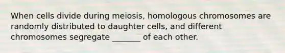 When cells divide during meiosis, homologous chromosomes are randomly distributed to daughter cells, and different chromosomes segregate _______ of each other.