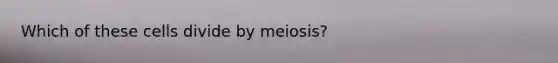 Which of these cells divide by meiosis?