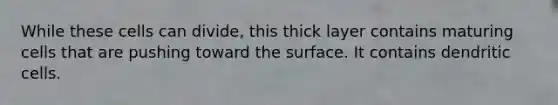 While these cells can divide, this thick layer contains maturing cells that are pushing toward the surface. It contains dendritic cells.