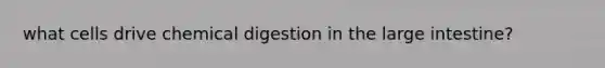 what cells drive chemical digestion in the large intestine?