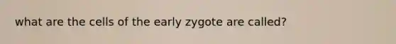 what are the cells of the early zygote are called?