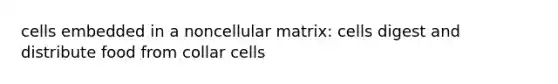 cells embedded in a noncellular matrix: cells digest and distribute food from collar cells