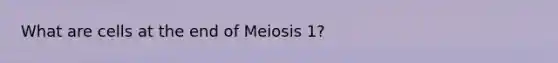 What are cells at the end of Meiosis 1?