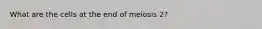 What are the cells at the end of meiosis 2?