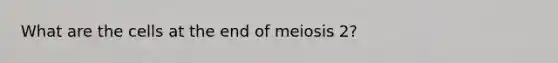 What are the cells at the end of meiosis 2?