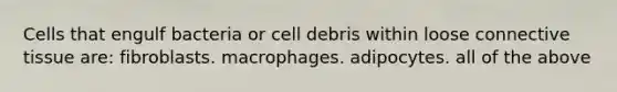 Cells that engulf bacteria or cell debris within loose connective tissue are: fibroblasts. macrophages. adipocytes. all of the above