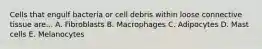 Cells that engulf bacteria or cell debris within loose connective tissue are... A. Fibroblasts B. Macrophages C. Adipocytes D. Mast cells E. Melanocytes