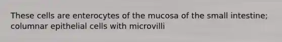 These cells are enterocytes of the mucosa of the small intestine; columnar epithelial cells with microvilli