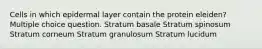 Cells in which epidermal layer contain the protein eleiden? Multiple choice question. Stratum basale Stratum spinosum Stratum corneum Stratum granulosum Stratum lucidum