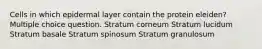 Cells in which epidermal layer contain the protein eleiden? Multiple choice question. Stratum corneum Stratum lucidum Stratum basale Stratum spinosum Stratum granulosum