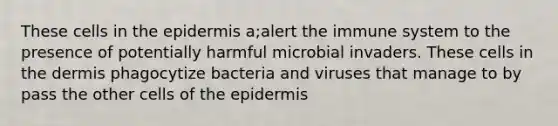 These cells in the epidermis a;alert the immune system to the presence of potentially harmful microbial invaders. These cells in the dermis phagocytize bacteria and viruses that manage to by pass the other cells of the epidermis